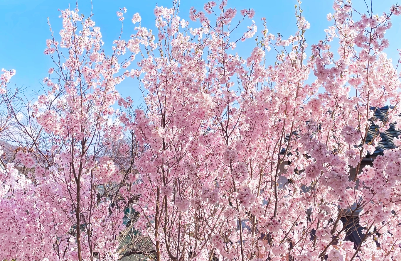 青空に映える満開のピンクの桜